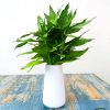 oem/odm services simple vase for flowers plants, matte vases for modern table shelf home decor wedding boho decor, 6" h frosted elegant ceramic vase for pampas grass fluffy stem bouquet lavender flowers (white, 1) affordable bulk deals